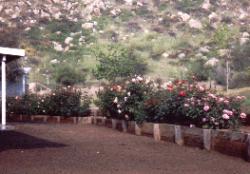 Backyard roses