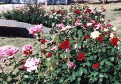 Full wall of roses