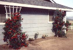 Early climbing roses