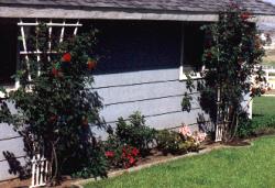 climbing roses with lawn