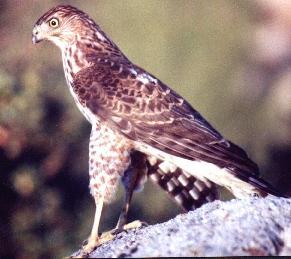 Cooper's Hawk