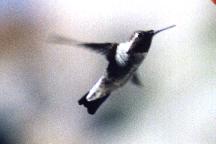 Hummingbird