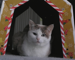 Mocha in her Christmas tent