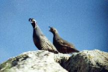 A pair of quail