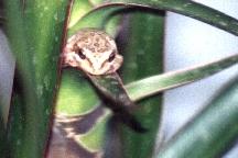 Treefrog